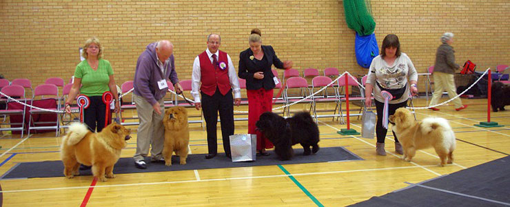 The Chow Chow Club of Wales