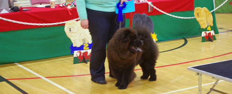 The Chow Chow Club of Wales