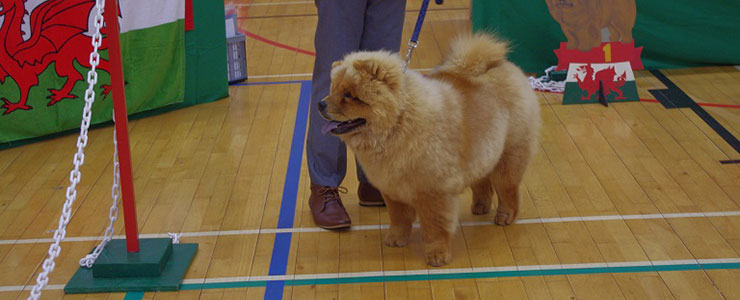 The Chow Chow Club of Wales