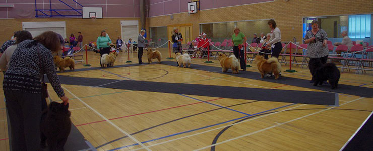 The Chow Chow Club of Wales