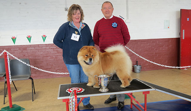 The Chow Chow Club of Wales