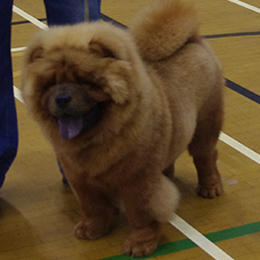 The Chow Chow Club of Wales