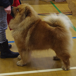 The Chow Chow Club of Wales