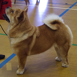 The Chow Chow Club of Wales