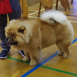 The Chow Chow Club of Wales