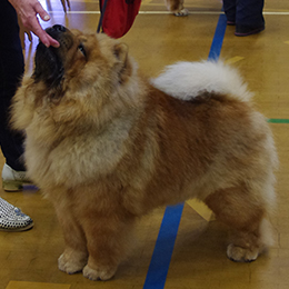 The Chow Chow Club of Wales