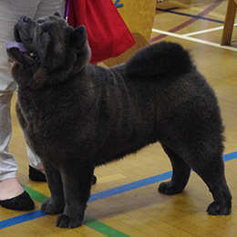 The Chow Chow Club of Wales