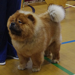 The Chow Chow Club of Wales