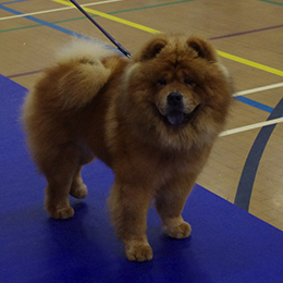 The Chow Chow Club of Wales