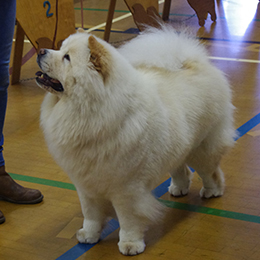 The Chow Chow Club of Wales