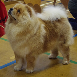 The Chow Chow Club of Wales