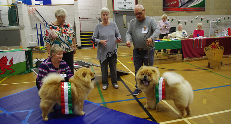 The Chow Chow Club of Wales