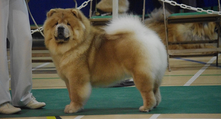 The Chow Chow Club of Wales