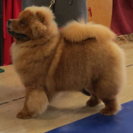 The Chow Chow Club of Wales