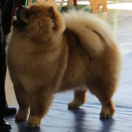 The Chow Chow Club of Wales