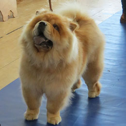 The Chow Chow Club of Wales