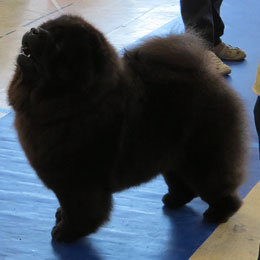 The Chow Chow Club of Wales