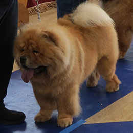 The Chow Chow Club of Wales