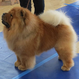 The Chow Chow Club of Wales