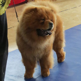 The Chow Chow Club of Wales