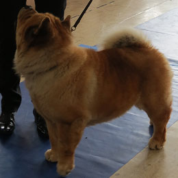 The Chow Chow Club of Wales