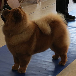 The Chow Chow Club of Wales