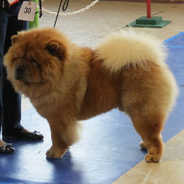 The Chow Chow Club of Wales