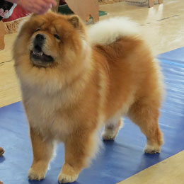 The Chow Chow Club of Wales