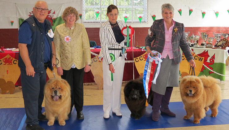 The Chow Chow Club of Wales