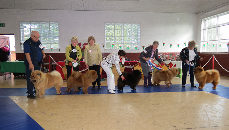 The Chow Chow Club of Wales