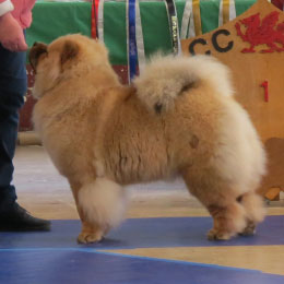 The Chow Chow Club of Wales