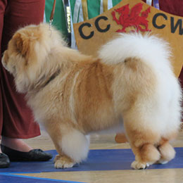 The Chow Chow Club of Wales