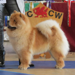 The Chow Chow Club of Wales