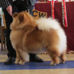 The Chow Chow Club of Wales