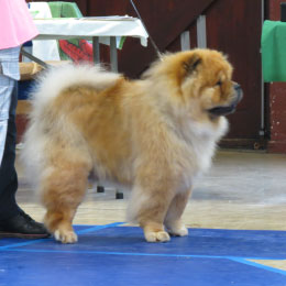 The Chow Chow Club of Wales