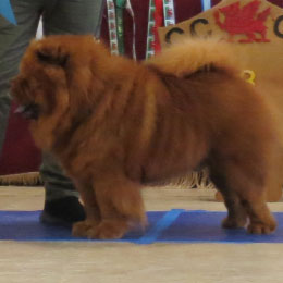 The Chow Chow Club of Wales