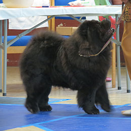 The Chow Chow Club of Wales