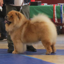 The Chow Chow Club of Wales