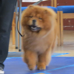 The Chow Chow Club of Wales