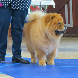 The Chow Chow Club of Wales