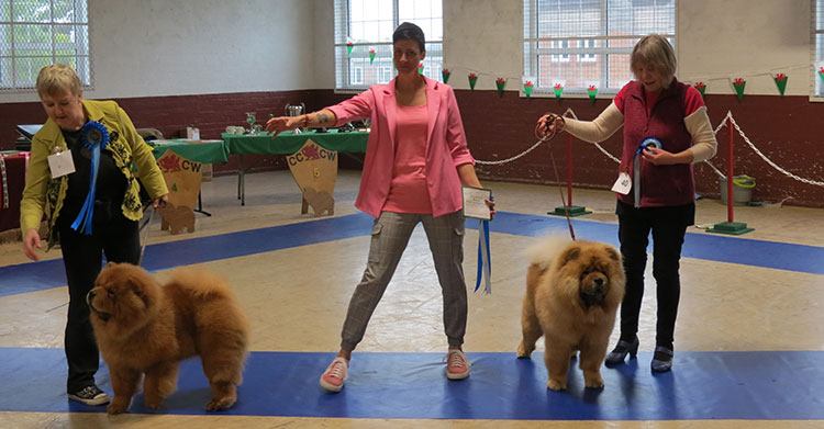 The Chow Chow Club of Wales