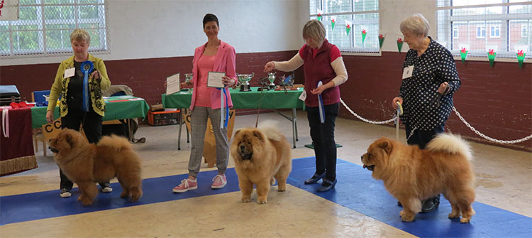 The Chow Chow Club of Wales