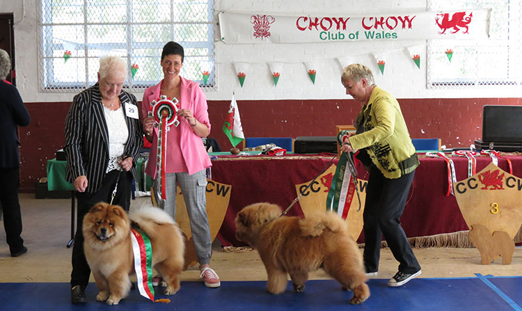 The Chow Chow Club of Wales