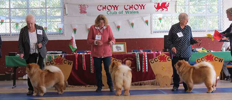 The Chow Chow Club of Wales