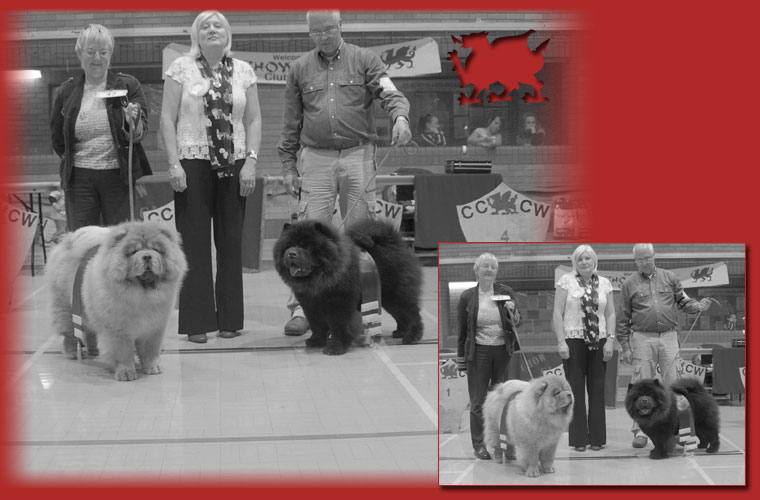 The Chow Chow Club of Wales