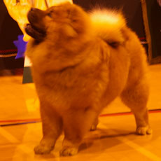 The Chow Chow Club of Wales