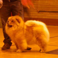 The Chow Chow Club of Wales