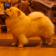 The Chow Chow Club of Wales