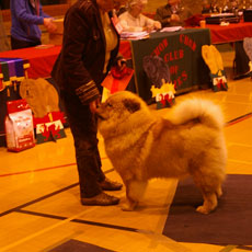 The Chow Chow Club of Wales