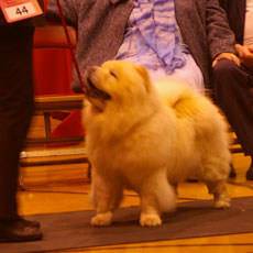 The Chow Chow Club of Wales